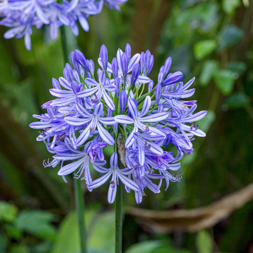 Skærmlilje 'Africanus'